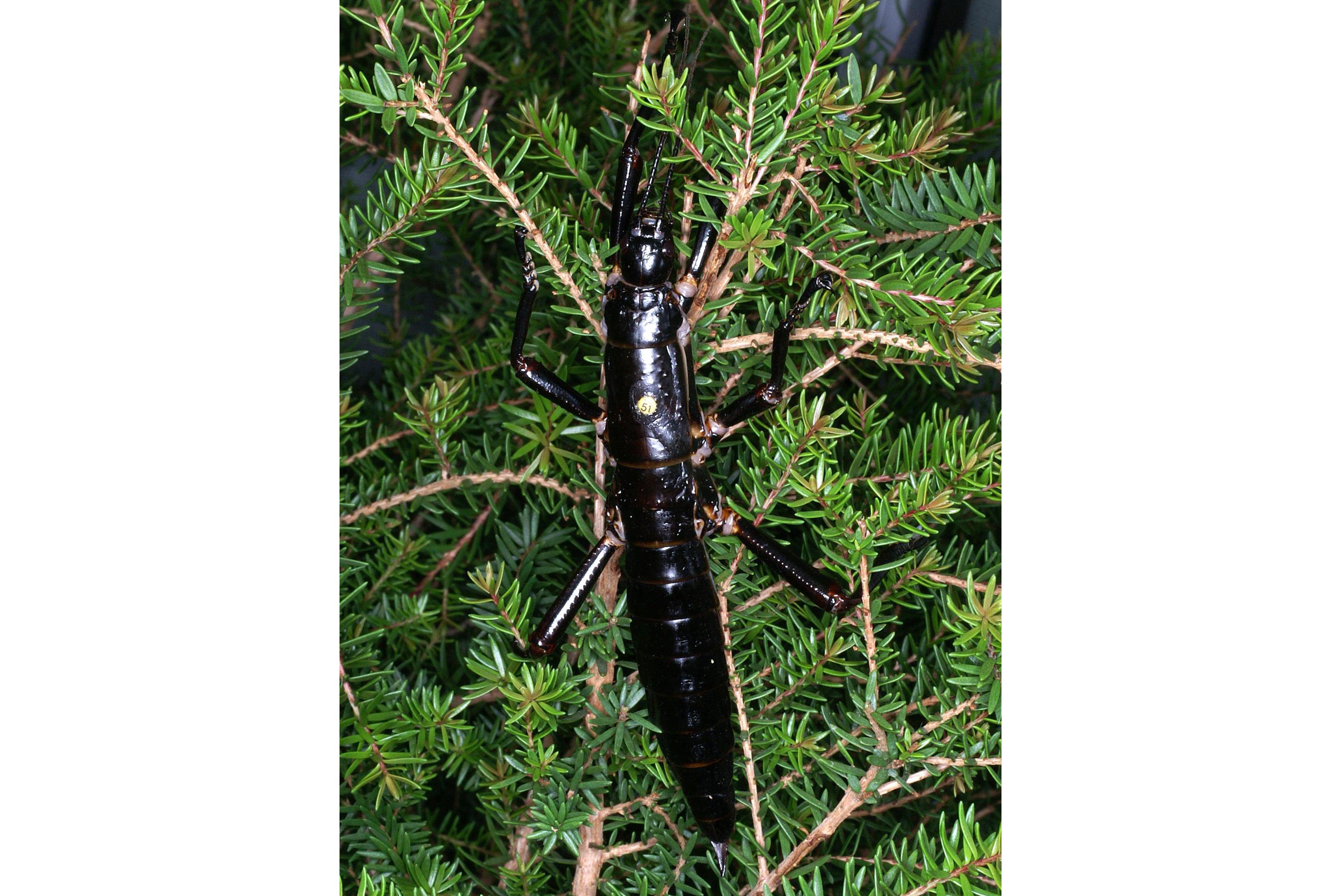 豪勋爵岛竹节虫