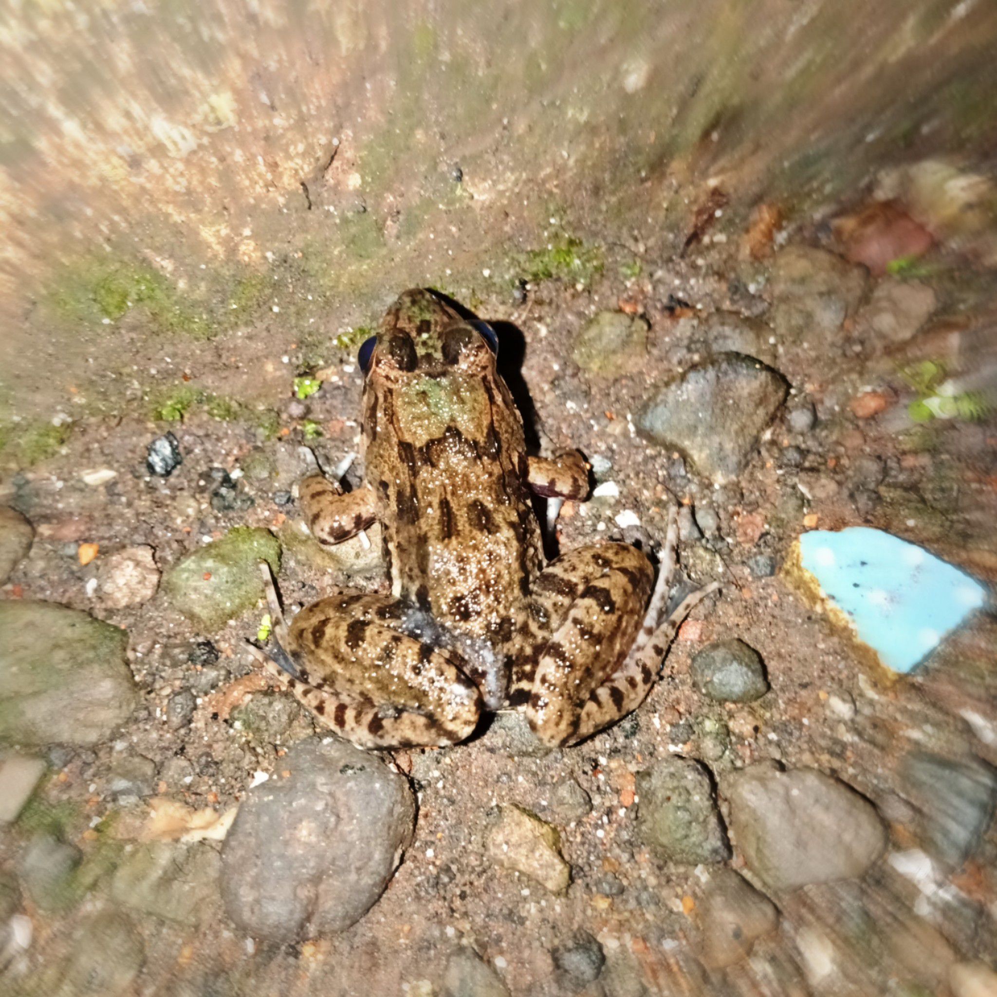 海陆蛙(学名:fejervarya cancrivora)是叉舌蛙科,陆蛙属的<