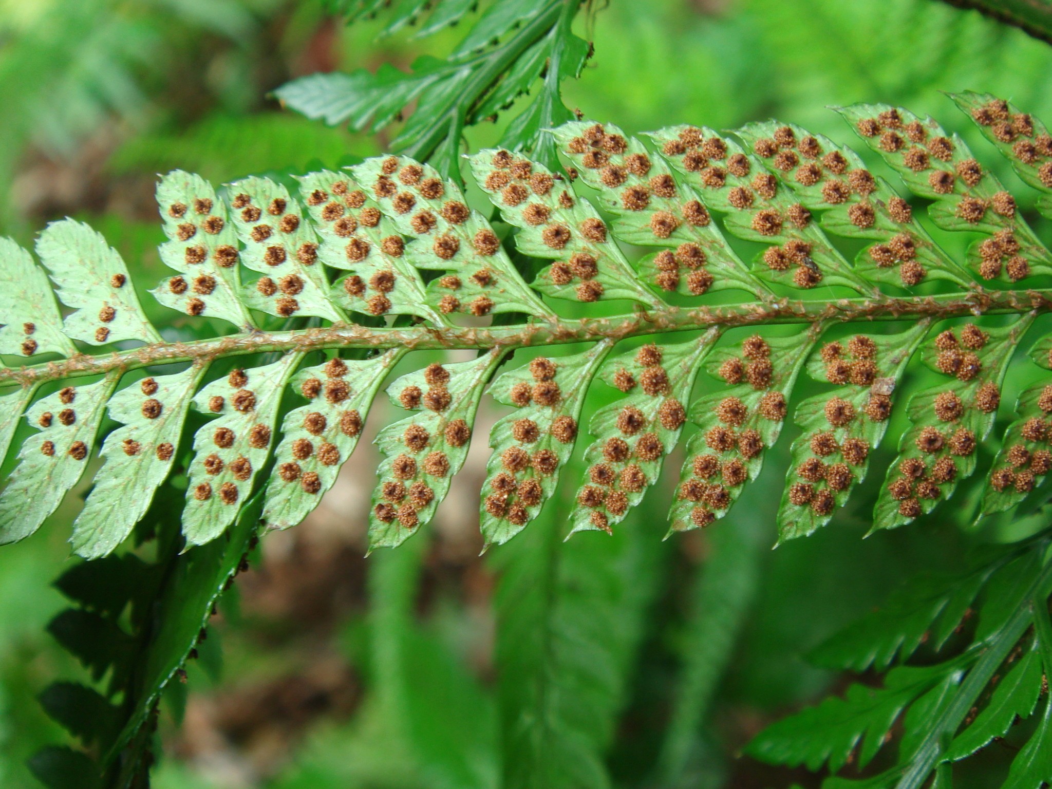  p>刺头复叶耳蕨(学名: i>arachniodes aristata /i> (g. forst.