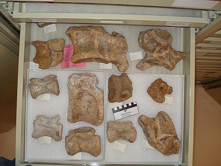 食蜥王龙(saurophaganax)