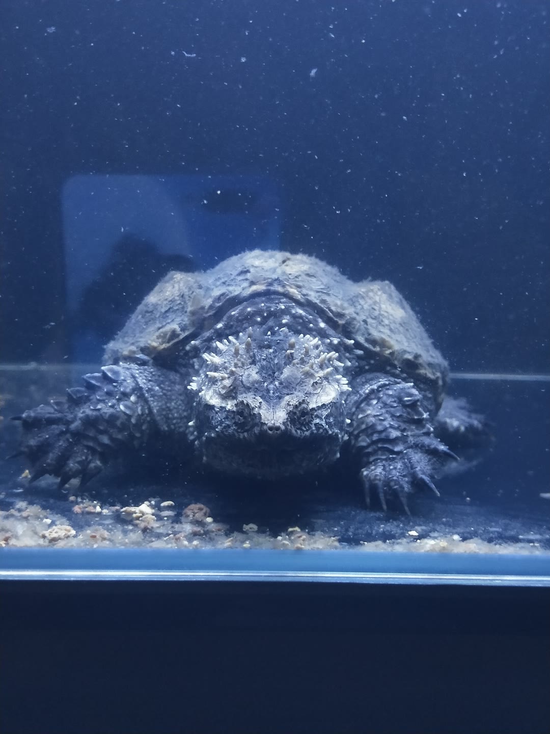 全称 a target="_blank" href="/item/佛罗里达拟鳄龟/8791519" data