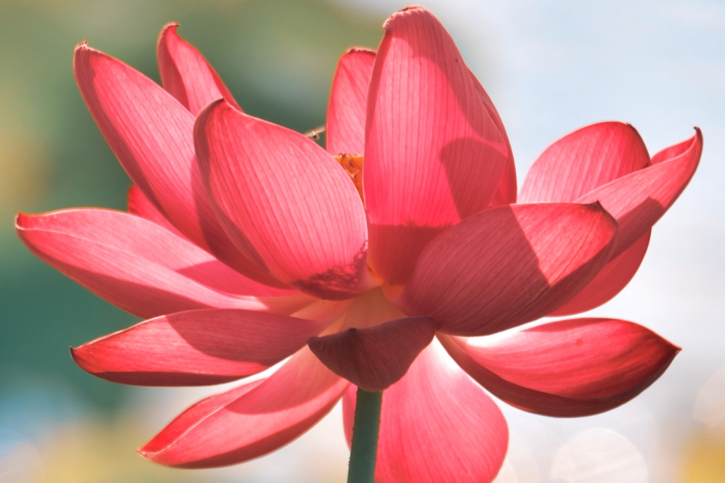 梵语音译,佛教用语,是神界的天花的一种,它指的是赤莲花,即红色的莲花