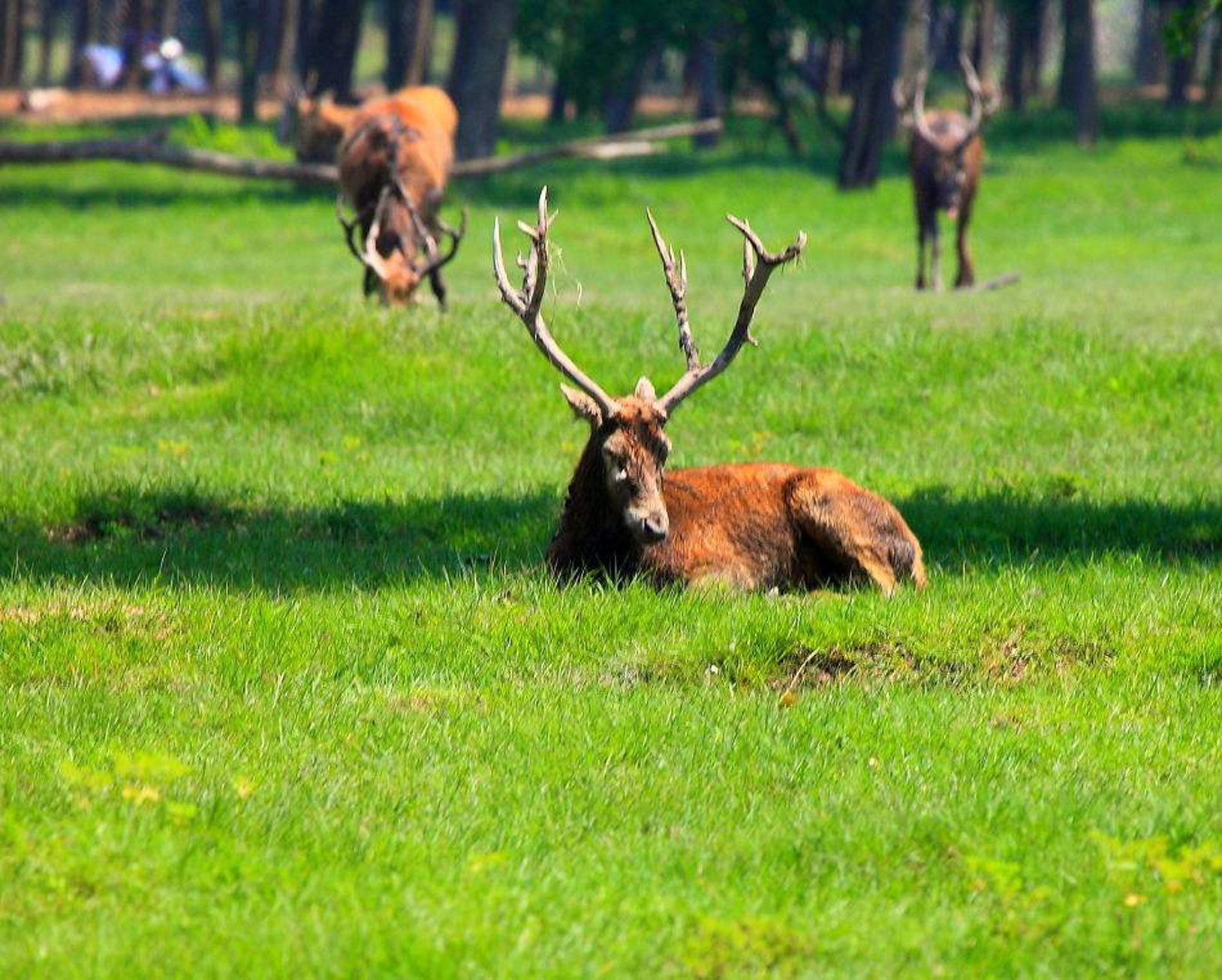 江苏大丰麋鹿国家级自然保护区