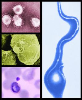 伯氏包柔氏螺旋体