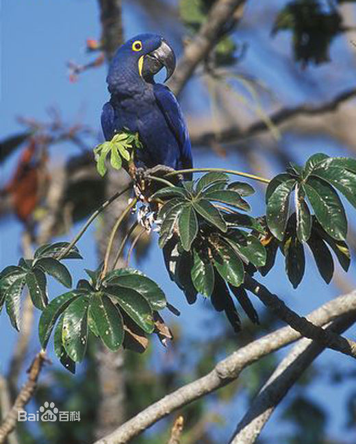  p>风信子金刚鹦鹉(学名: i>anodorhynchus hyacinthinus /i>):是鸟纲