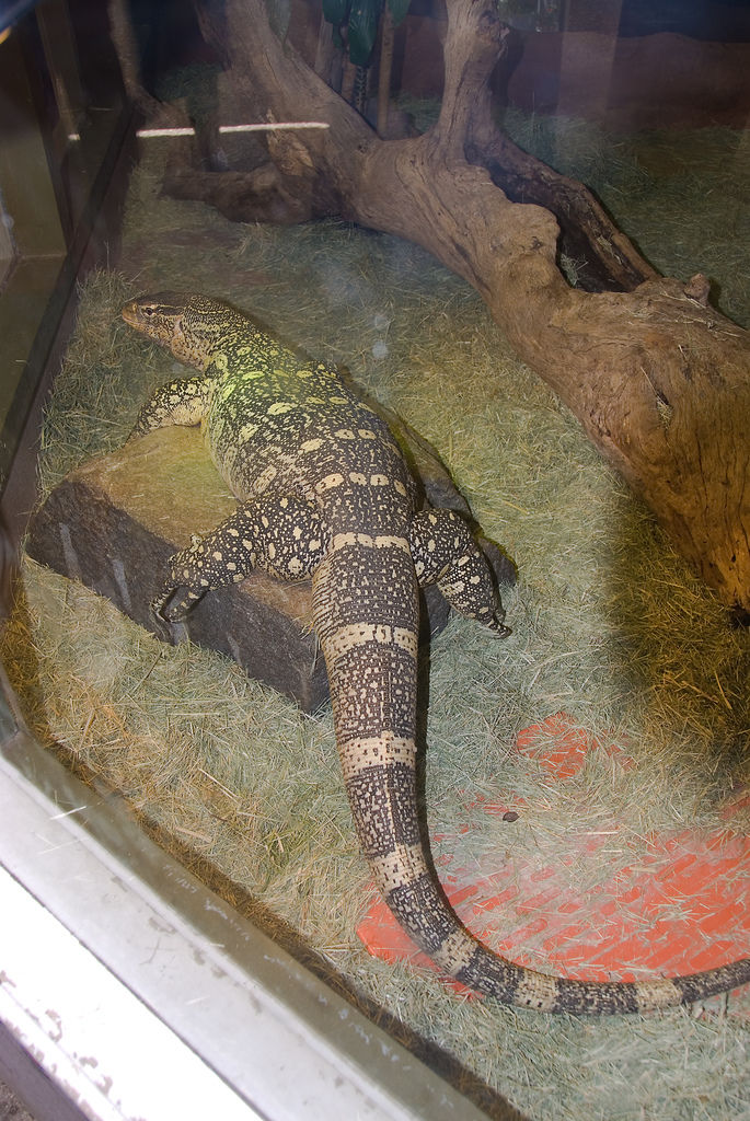  p>尼罗河巨蜥是非洲最大的蜥类,体长1~1.