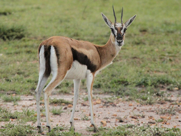  p>国兽( b>national animals /b>):与 a href