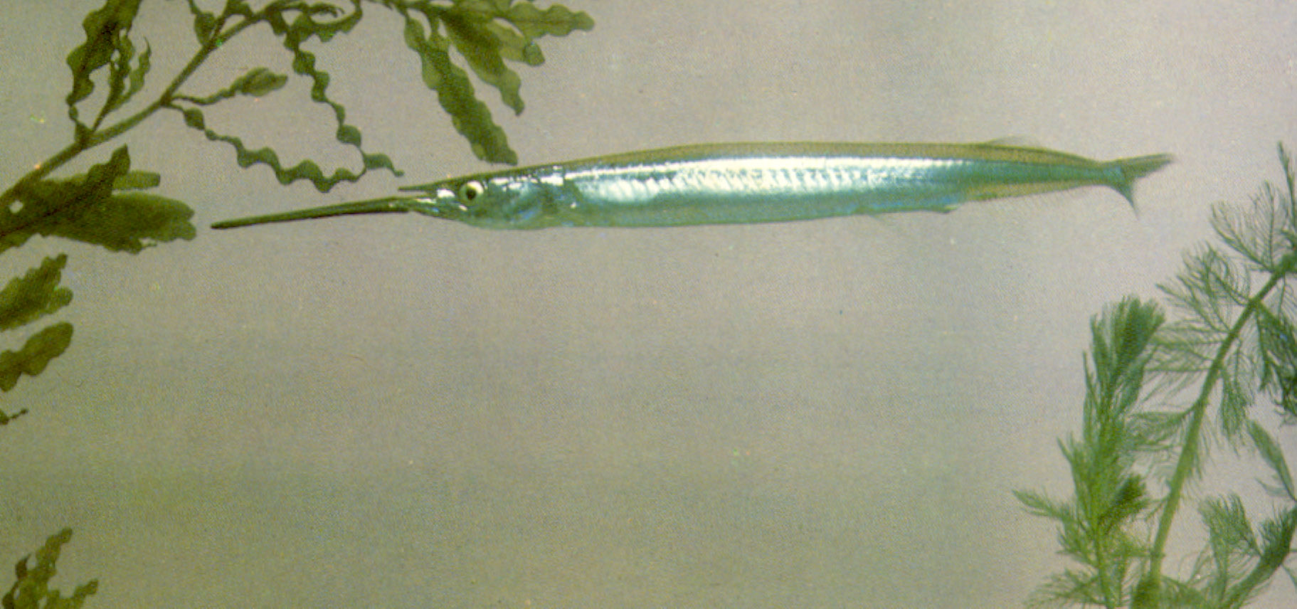  p> a href="#">横带扁颌针鱼 /a>,拉丁文名:ablennes hians,属颌针鱼