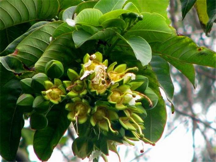 walp)是海桑科八宝树属植物,乔木;树皮褐灰色,有皱褶裂纹;板状根不甚