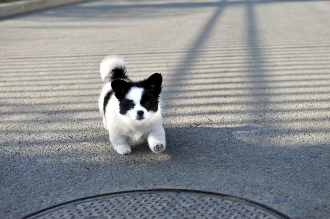 熊猫犬