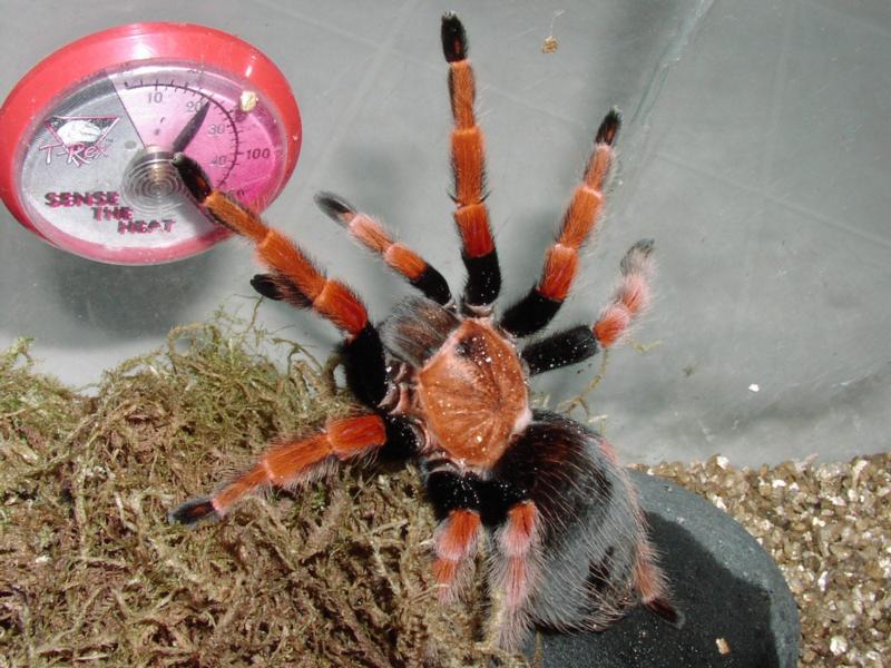  p>墨西哥血脚,英文名mexican bloodleg tarantula,拉丁学名