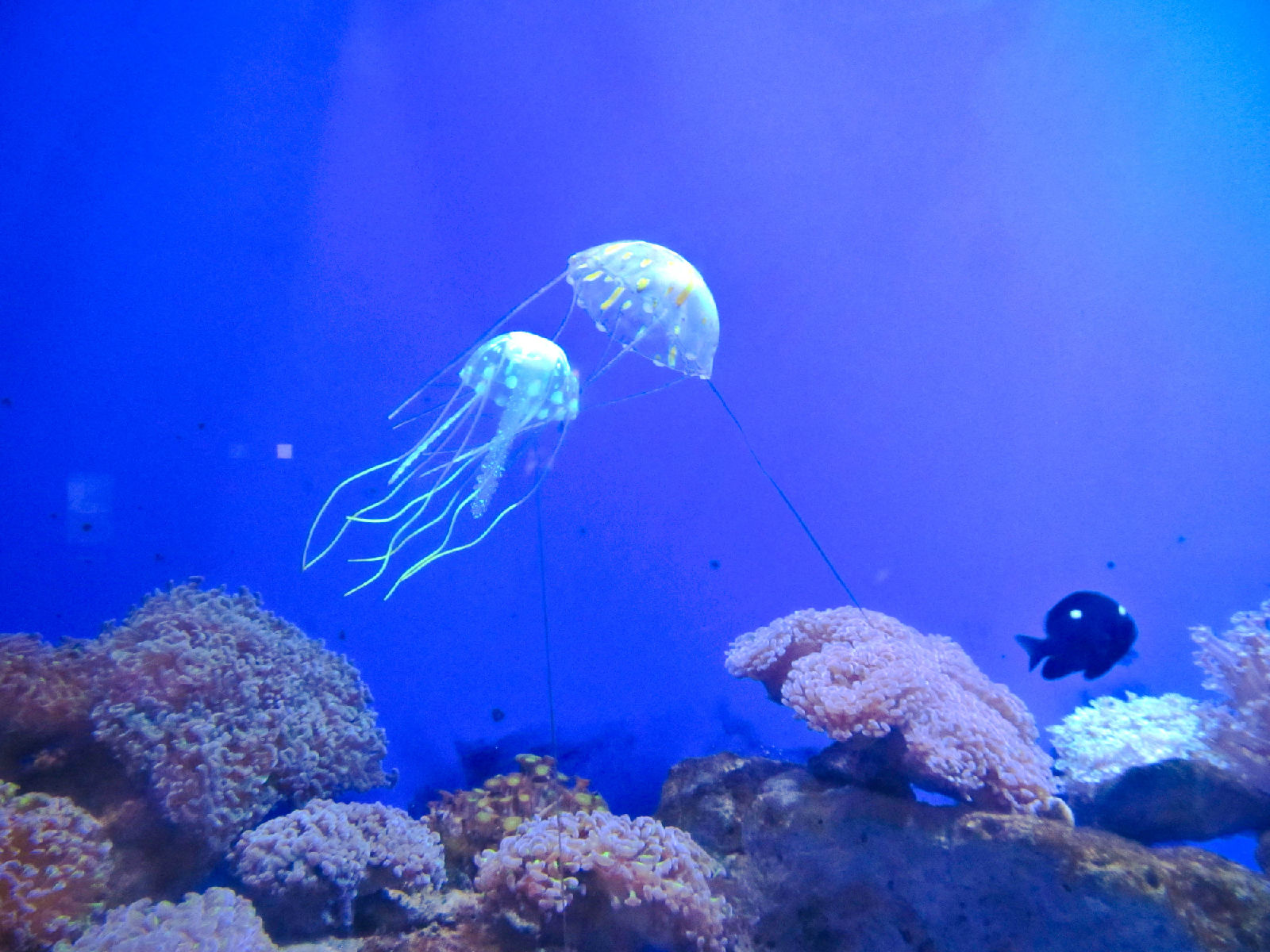 data-lemmaid="14076862">海底世界 /a>位于青岛 a target="_blank"