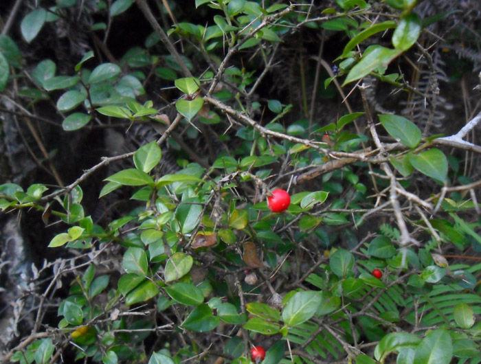 虎刺(虎刺盆景)