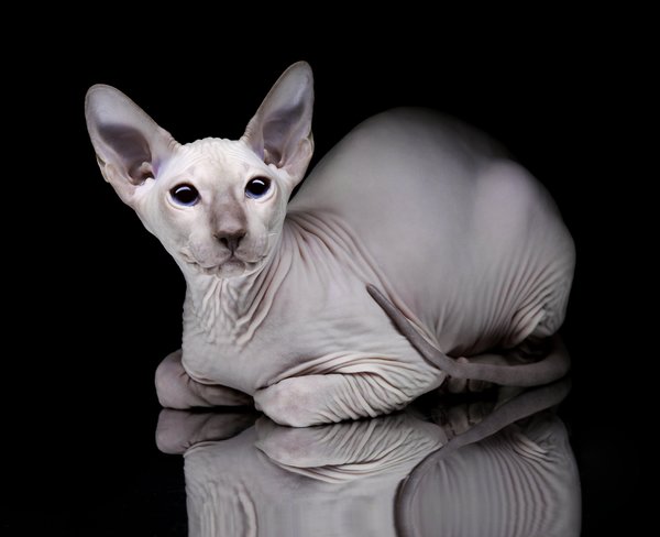  p>加拿大无毛猫(canadian hairless)亦称斯芬克斯猫,是加拿大 a href