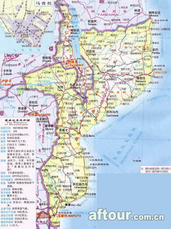 布兰维尔将军芋螺