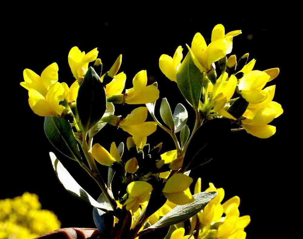  p>沙冬青属( a target="_blank" href="/item/学名/8074290" data