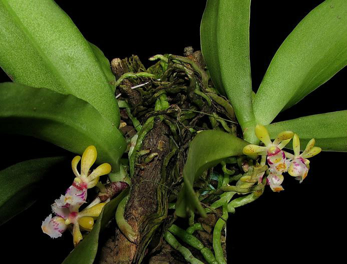  p>无茎盆距兰(学名: i>gastrochilus obliquus /i>  (lindl.