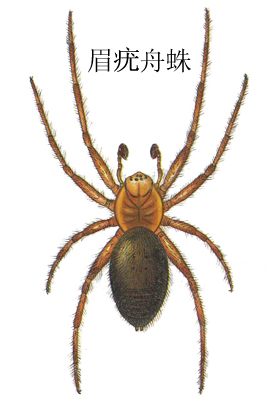  p>昆虫名,为蛛形目,皿蛛科.分布于四川等.寄主危害作物有水稻,茶等.