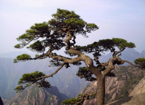 黄山奇松（安徽省境内的景点）_百度百科