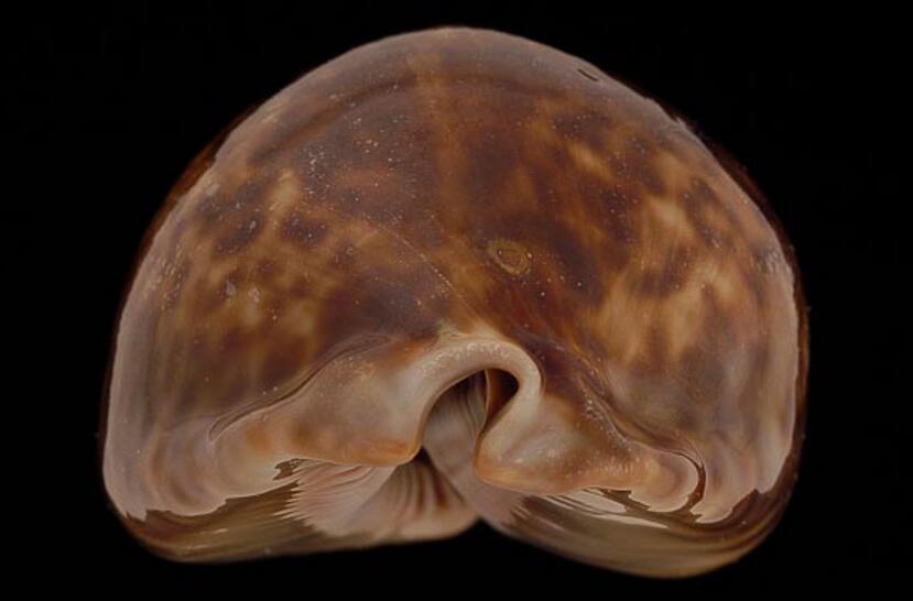  p>鼠宝螺(学名:muracypraea mus mus)是腹足纲宝螺科的 a href="#"