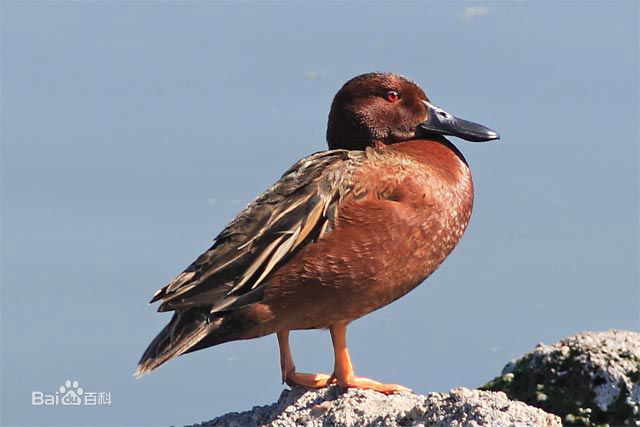  p>桂红鸭(学名: i>anas cyanoptera /i>):羽色特点因不同年龄和性别