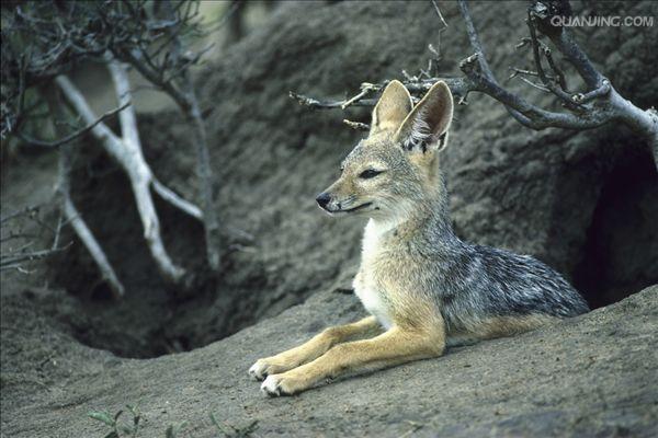  p>黑背胡狼(学名: i>canis mesomelas /i>):个头较小,长相似狗,行动