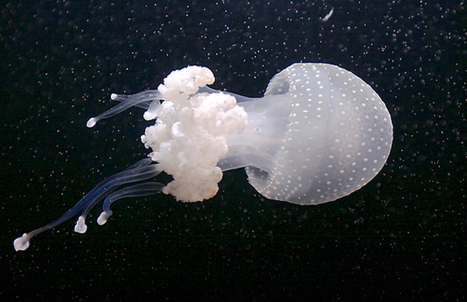  p>沙海蜇是钵水母纲旗口水母目的一种水母,成体伞径25-60厘米,最大近