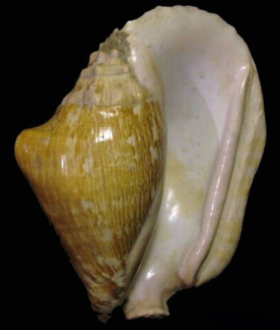  p>阔唇凤凰螺(学名:tricornis latissimus)雌雄异体.