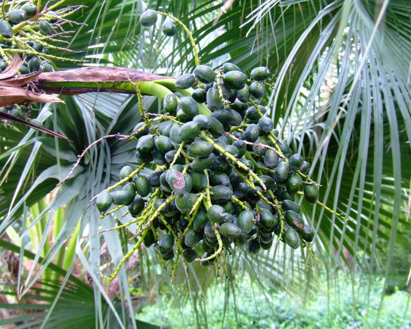  p>蒲葵属(学名:livistona r. br.