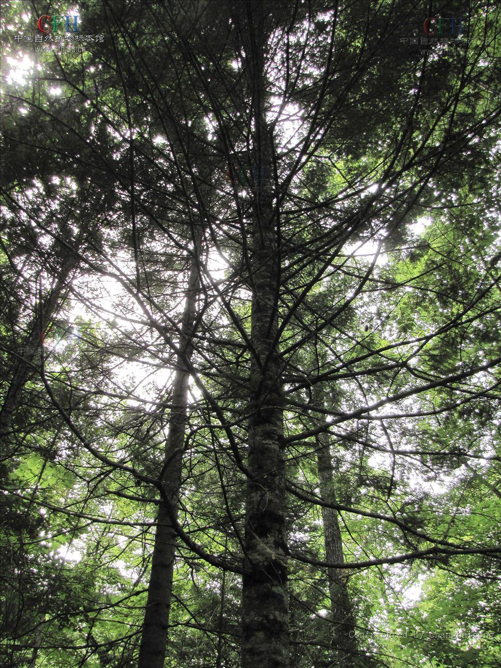  p>冷杉(学名: i>abies fabri /i> (mast.