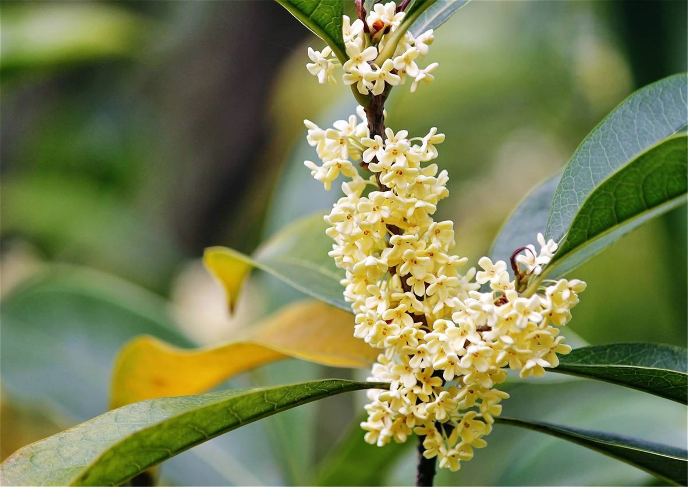 osmanthus fragrans liuye yingui