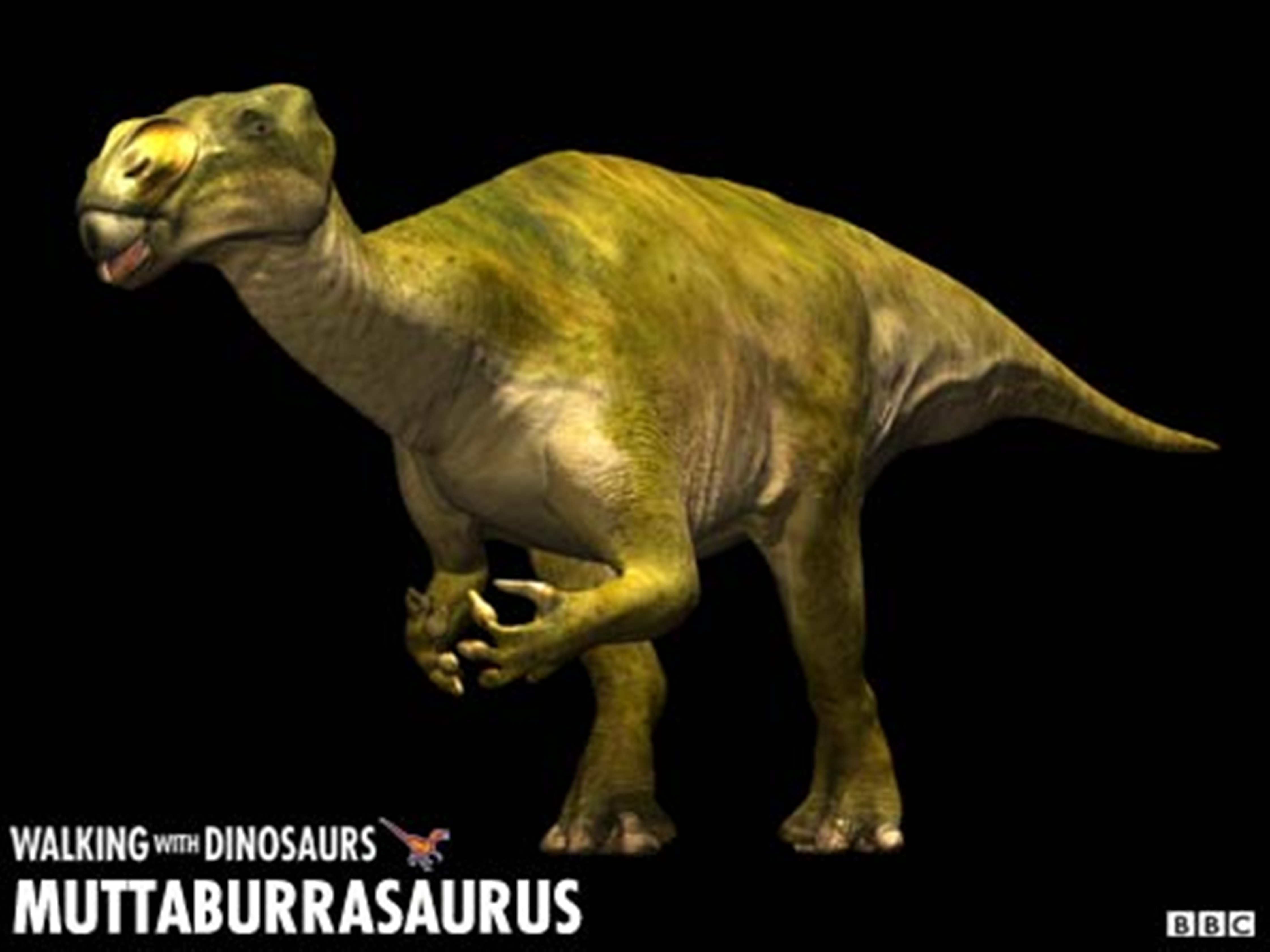穆塔布拉龙(muttaburrasaurus)