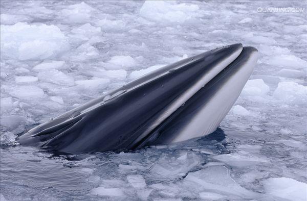  p>小鳁鲸(学名: i>balaenoptera acutorostrata /i>)是须鲸科,须鲸属