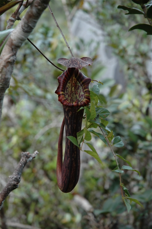  p>法萨猪笼草(学名:nepenthes faizaliana)是猪笼草科猪笼草属的一种