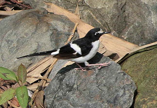  p>白眉黑背燕尾(学名: i>enicurus immaculatus /i>):体长22厘米