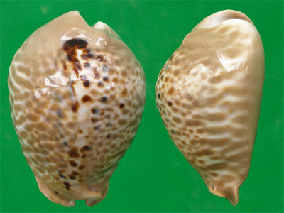  p>董氏老鼠宝螺(学名:muracypraea mus donmoorei)是腹足纲宝螺科的 