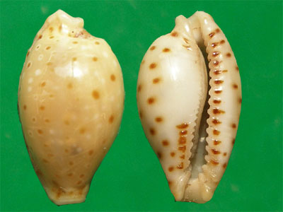  p>贝氏宝螺(学名:erosaria beckii beckii)是腹