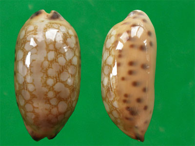  p>印度宝螺(学名:mauritia scurra indica)是腹足纲宝螺科的 a href=