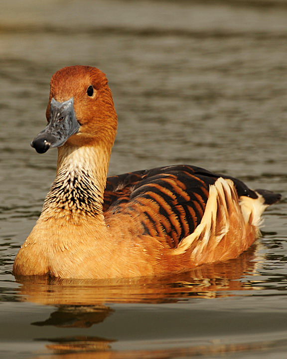  p>茶色树鸭(学名: i>dendrocygna bicolor /i>)为雁形目鸭科的 a