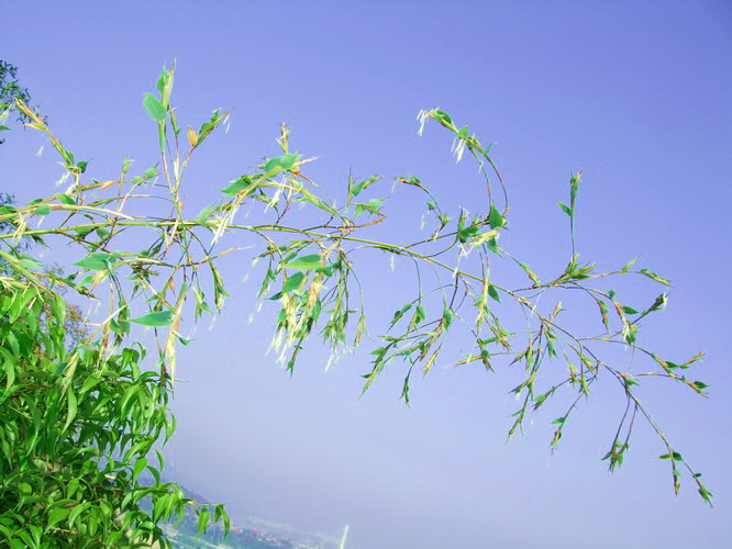  p data-id="gnwl72jctq">竹花,即多年生 a ta