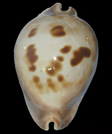  p>紫契尔宝螺是一种 a href="#" data-lemmaid="8079480">中腹足目 