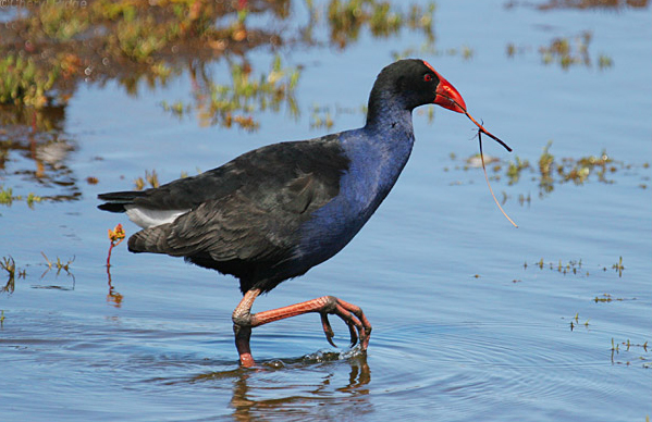 porphyrio porphyrio bellus