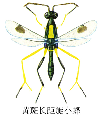 黄斑长距旋小蜂