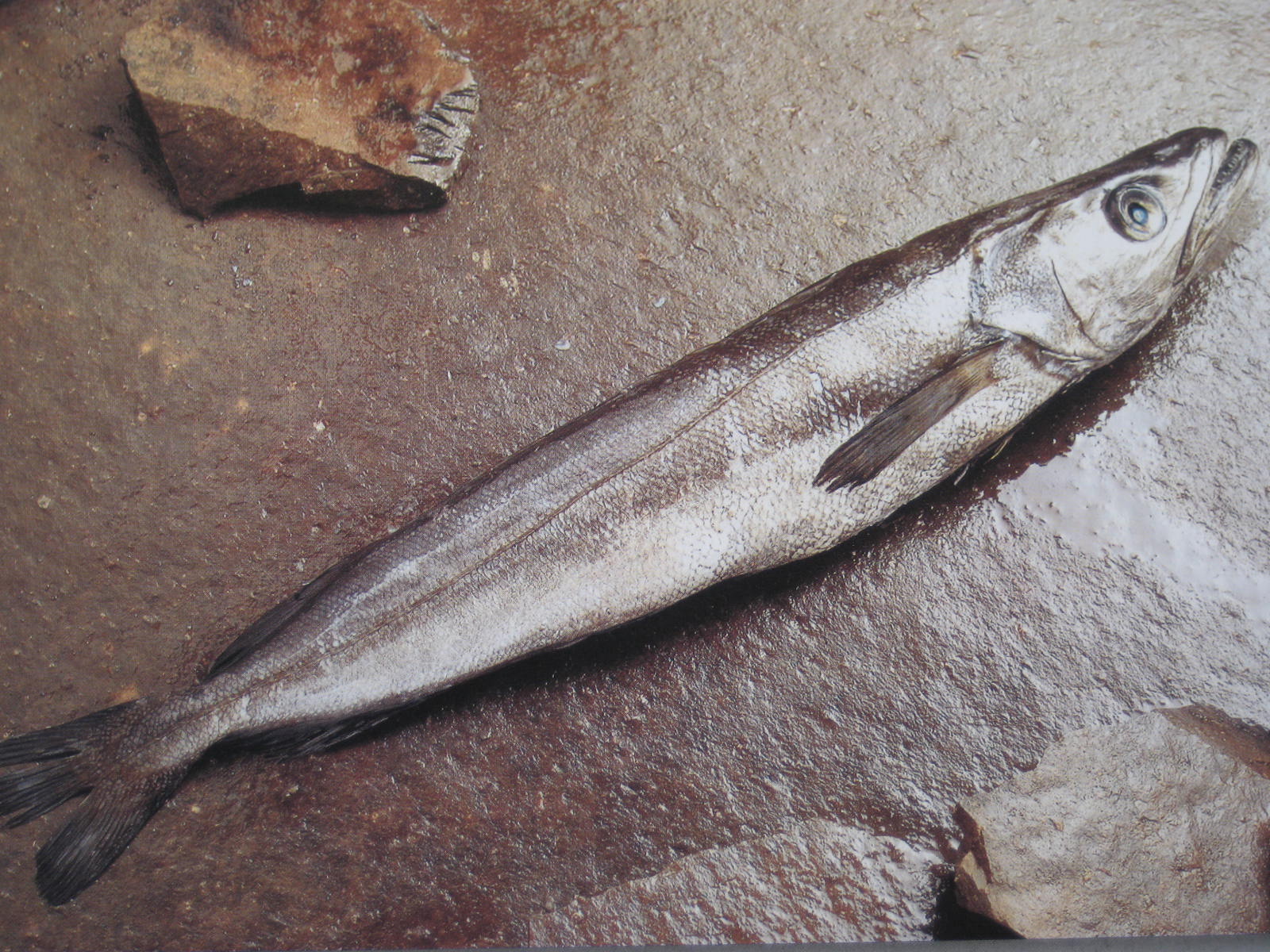  p>鲉形目(学名scorpaeniformes)指的是 a href="#" data-lemmaid="