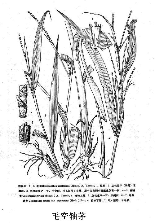  p>毛空轴茅为 a href="#">禾本科 /a>多年生高大草本植物.