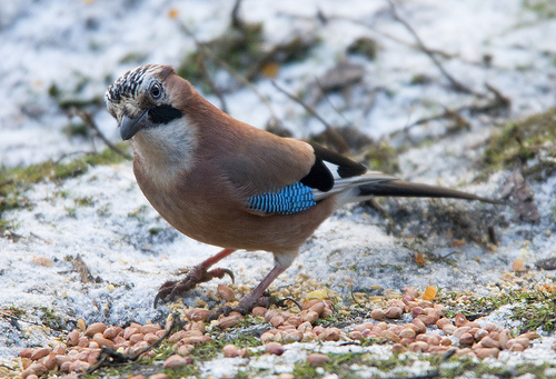  p>中东松鸦(学名:garrulus glandarius atricapillus)是雀形目,鸦科