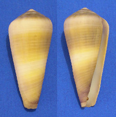  p>竹笋芋螺(学名:virgiconus terebra terebra)贝壳厚实,壳表乳黄色