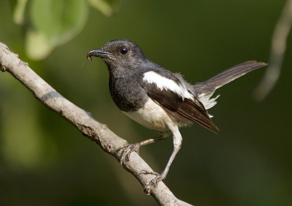 p>鹊鸲(学名: i>copsychus saularis /i>):为雀形目,鹟科,鹊鸲属的