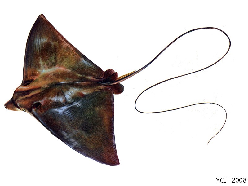  p>鲼形目(myliobatiformes)是一个动物分类科属,动物界 a href="#"