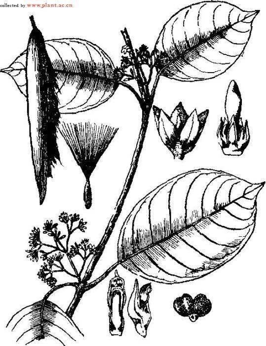 有乳汁;茎具显著凸起的皮孔,除花序外无毛,蓇葖果双生,圆筒状,长约12